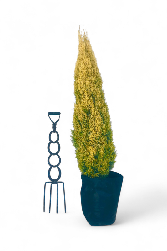 Cupressus macrocarpa &#39;Wilma&#39; 40 liters