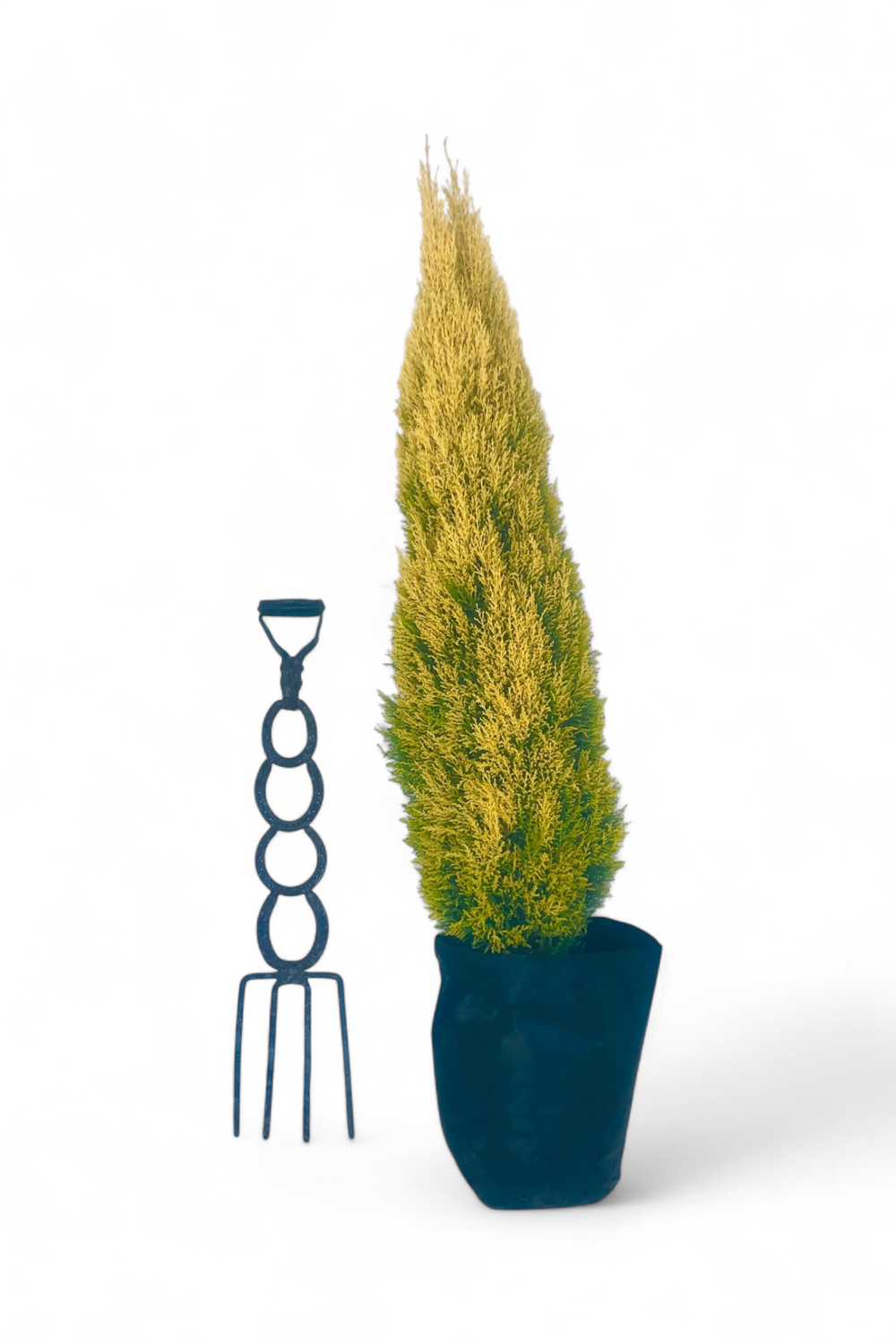 Cupressus macrocarpa &#39;Wilma&#39; 40 liters