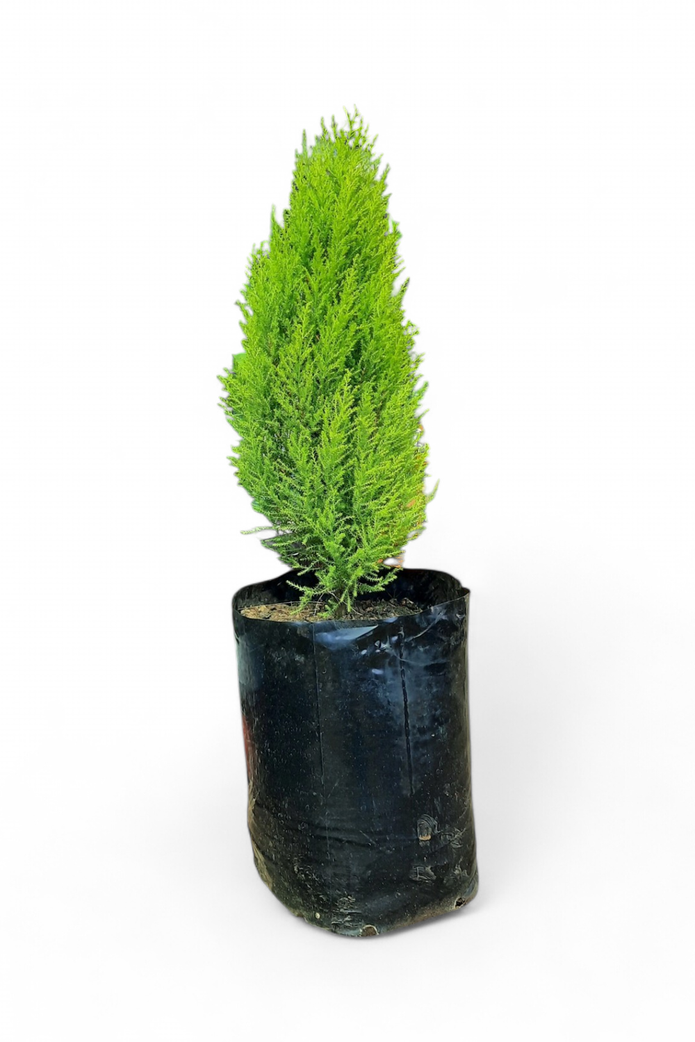Cupressus Macrocarpa &#39;Wilma&#39; 20 liters