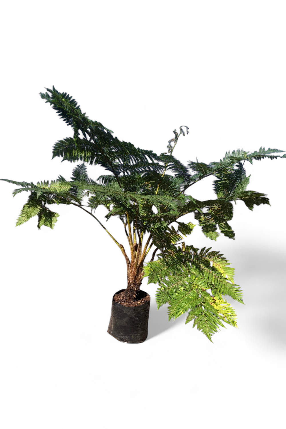 Cyathea brownii Tree fern 40 liter