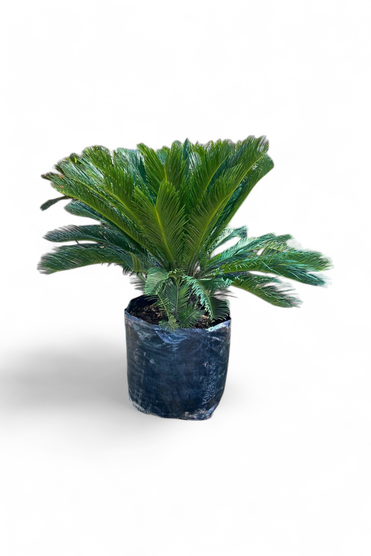 Cycas Revoluta 80 Liter