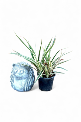 Dianella 17cm