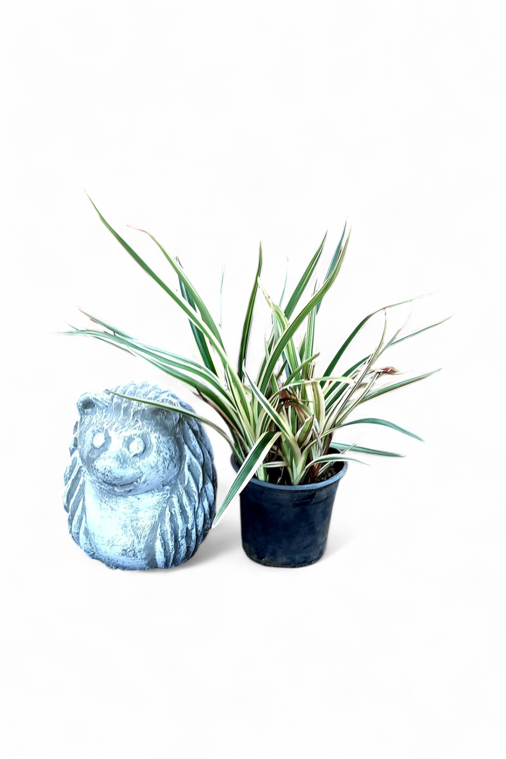 Dianella 17cm