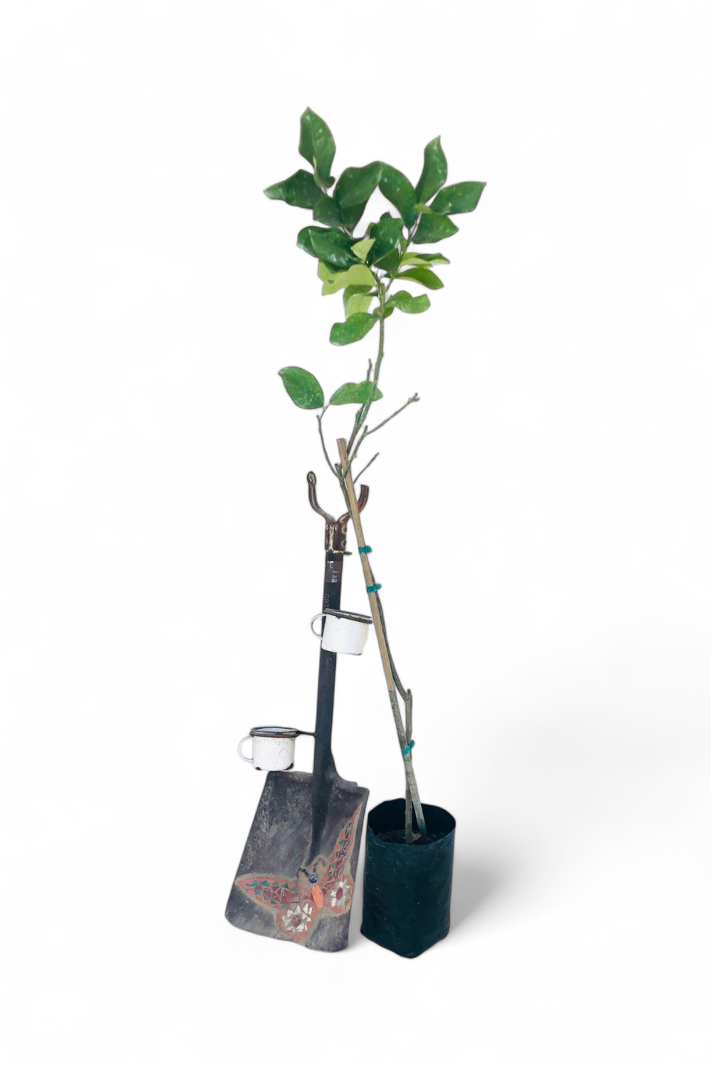 Citrus Eureka 5L