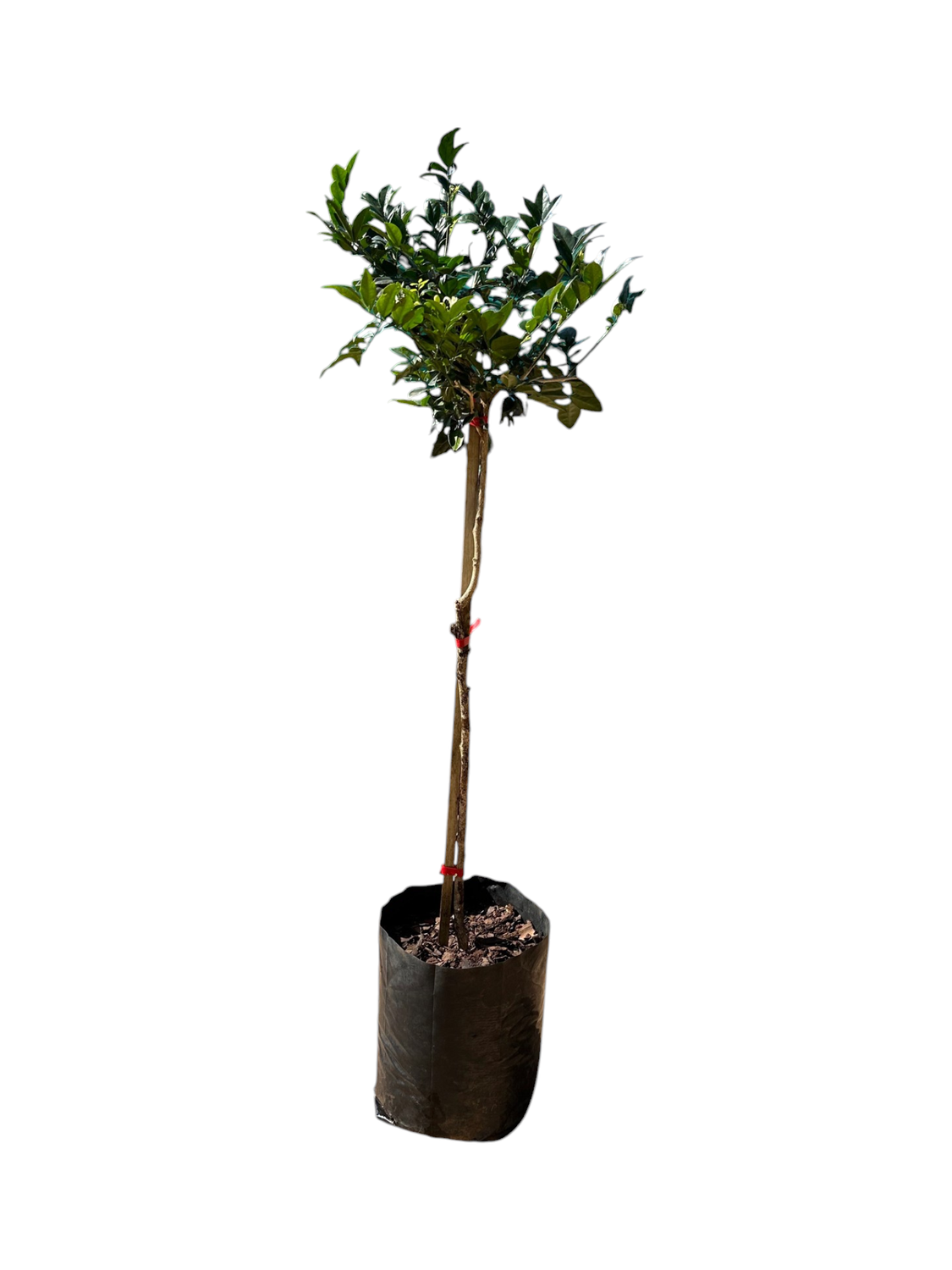 Murraya Exotica Standard 10 Liter Standard