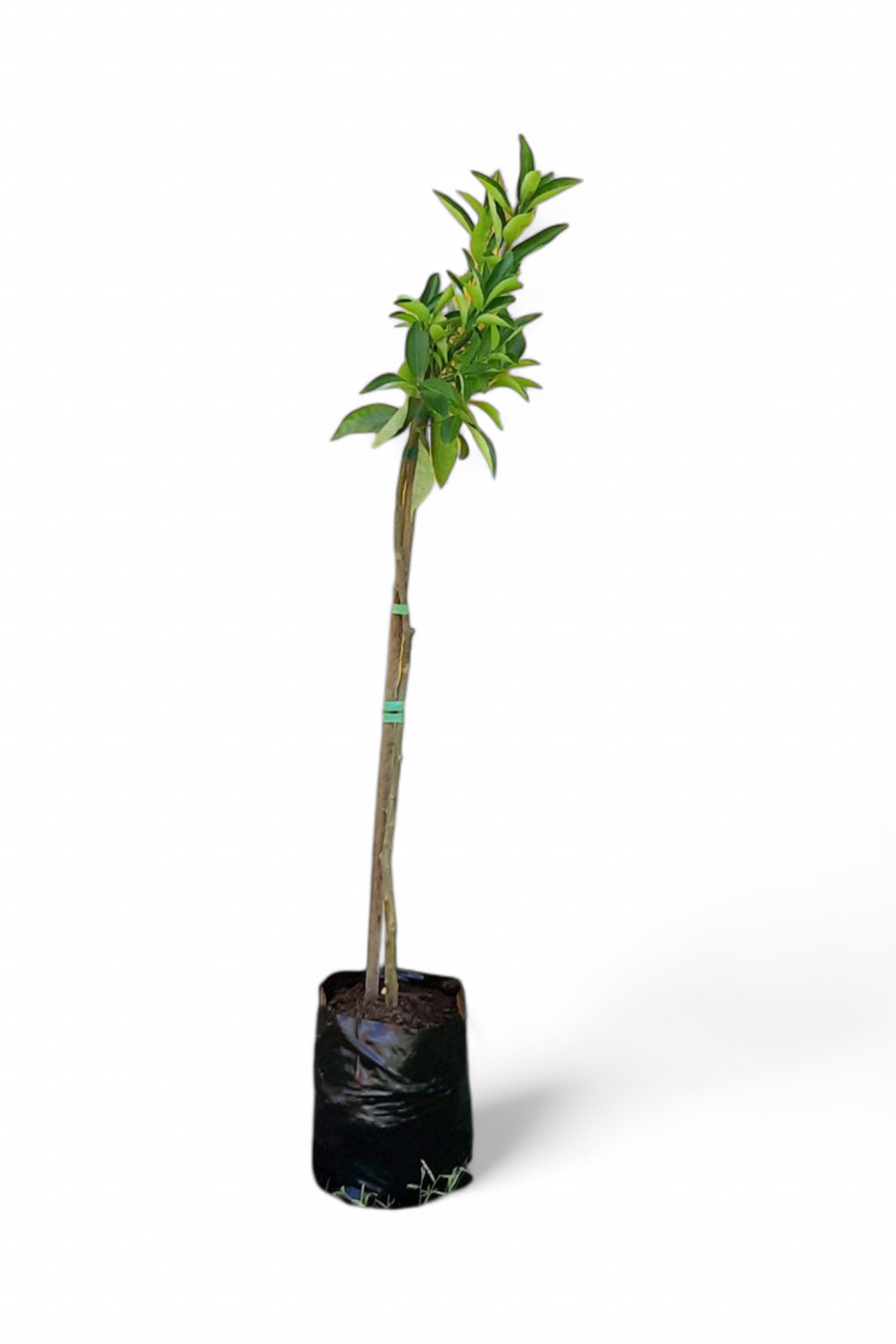 Citrus Naartjie Tree 5L