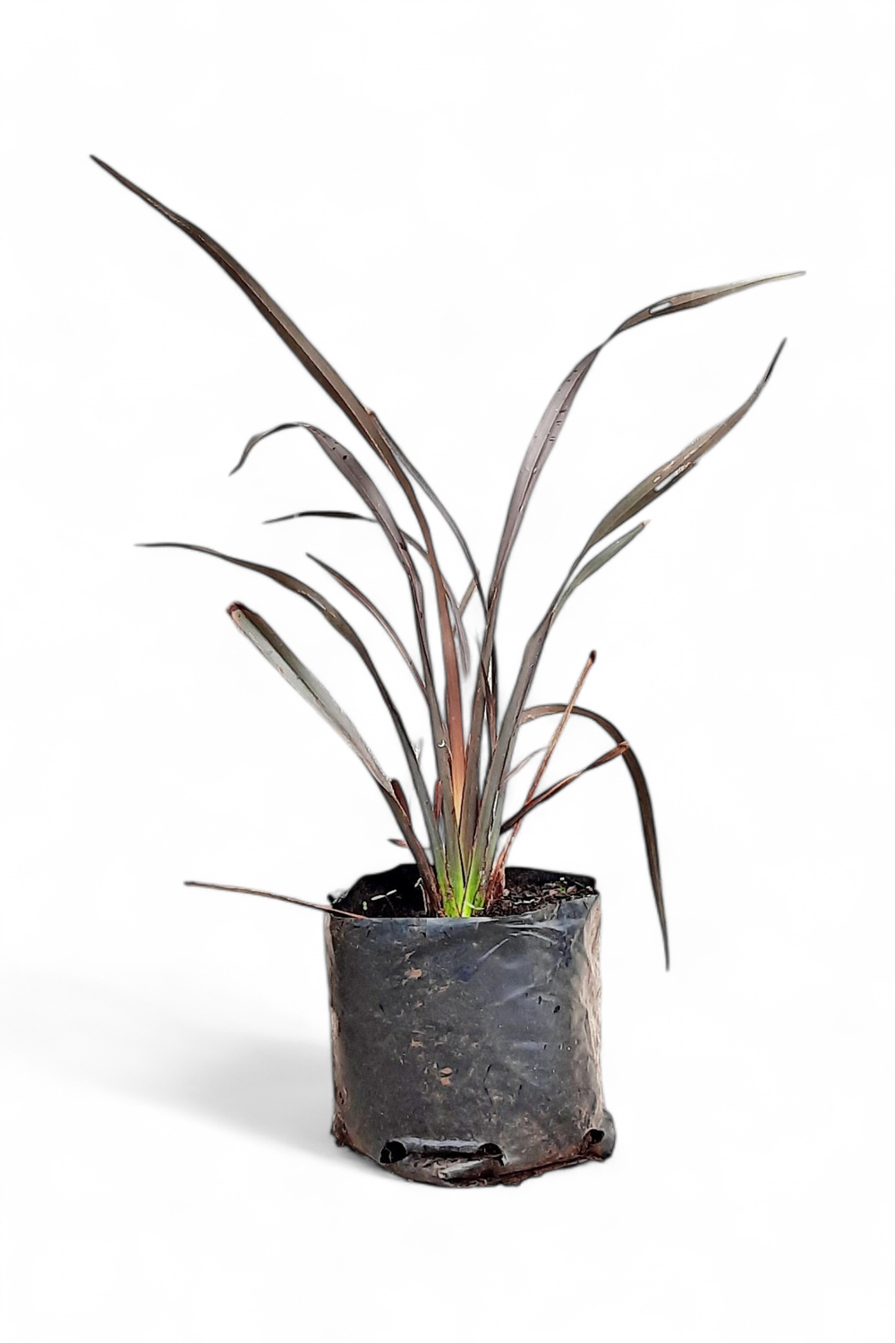 Phormium &quot;Fire Chief&quot; 15cm