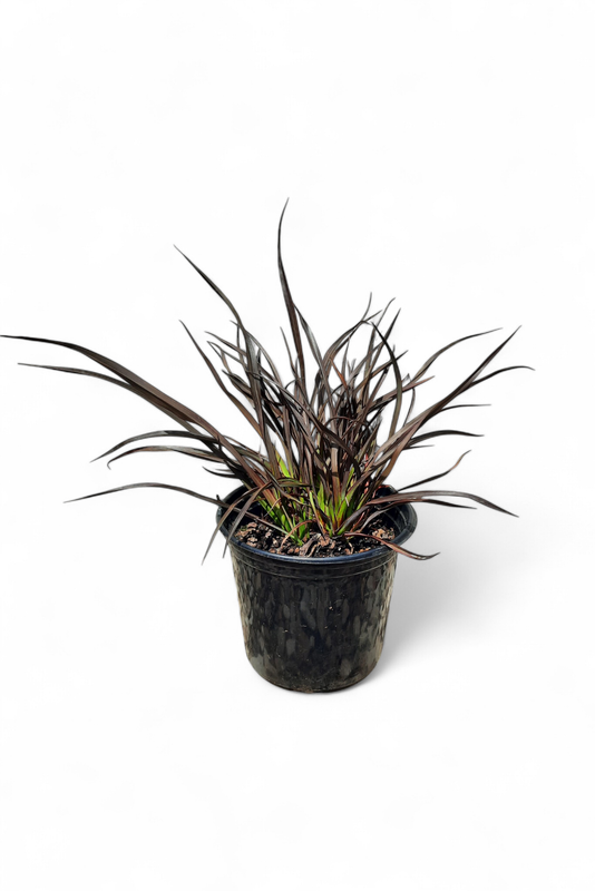 Phormium Rubra Nana 15cm Pot