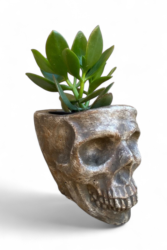 Plain Skull Planter Large Antique Amber Finish - H135mm x W135mm
