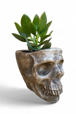 Plain Skull Planter Large Antique Amber Finish - H135mm x W135mm