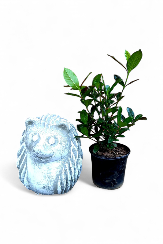 Gardenia Augusta 15cm