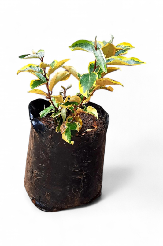 Eleagnus Gilt Edge 10L