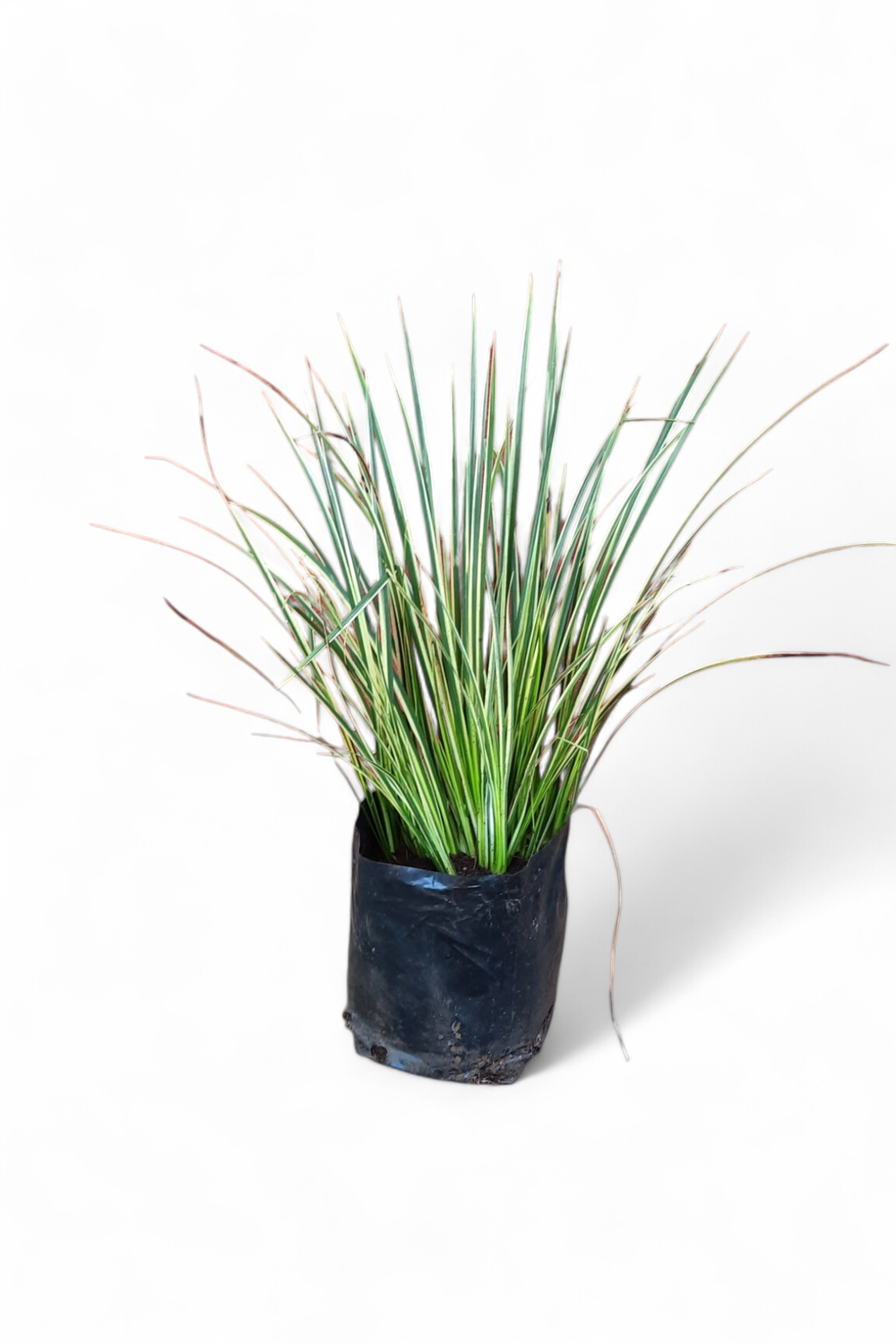 Acorus Gomneus Variegata 2 Liter