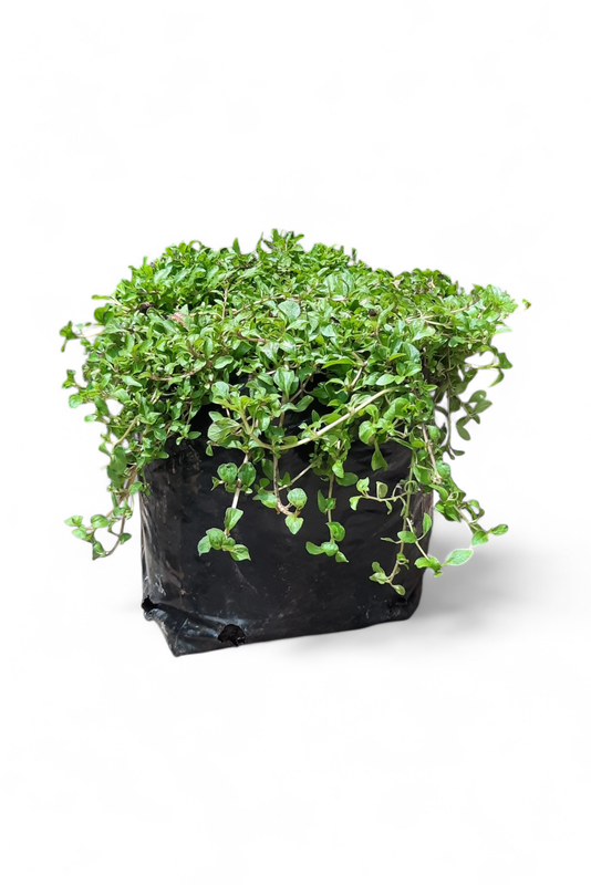 Mentha Requinii (Rock Mint) 2L