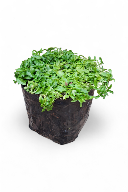Mentha (Mint) Penny Royal 4kg