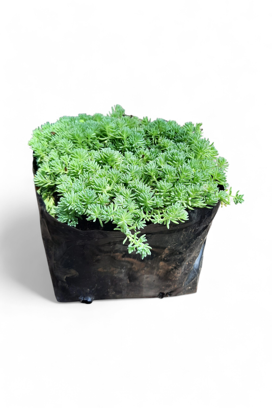 Sedum Fine 2L