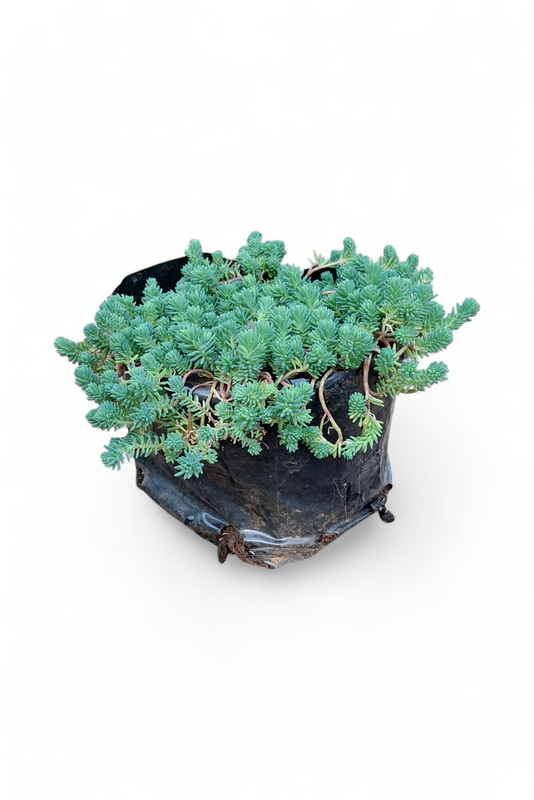 Sedum Grey 4L