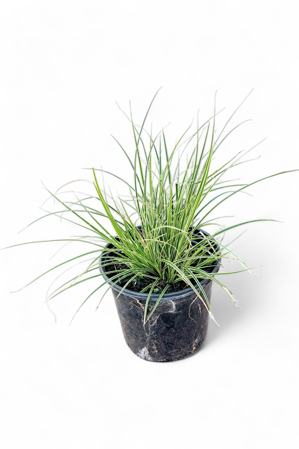 Carex Morrowii 15cm