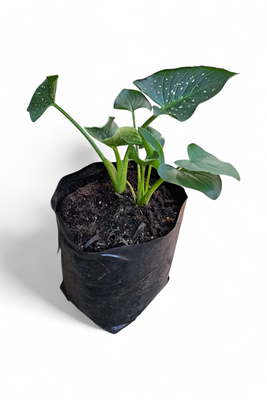Arum Lily &quot;Varkore&quot; (Spotted Leaf) 4L
