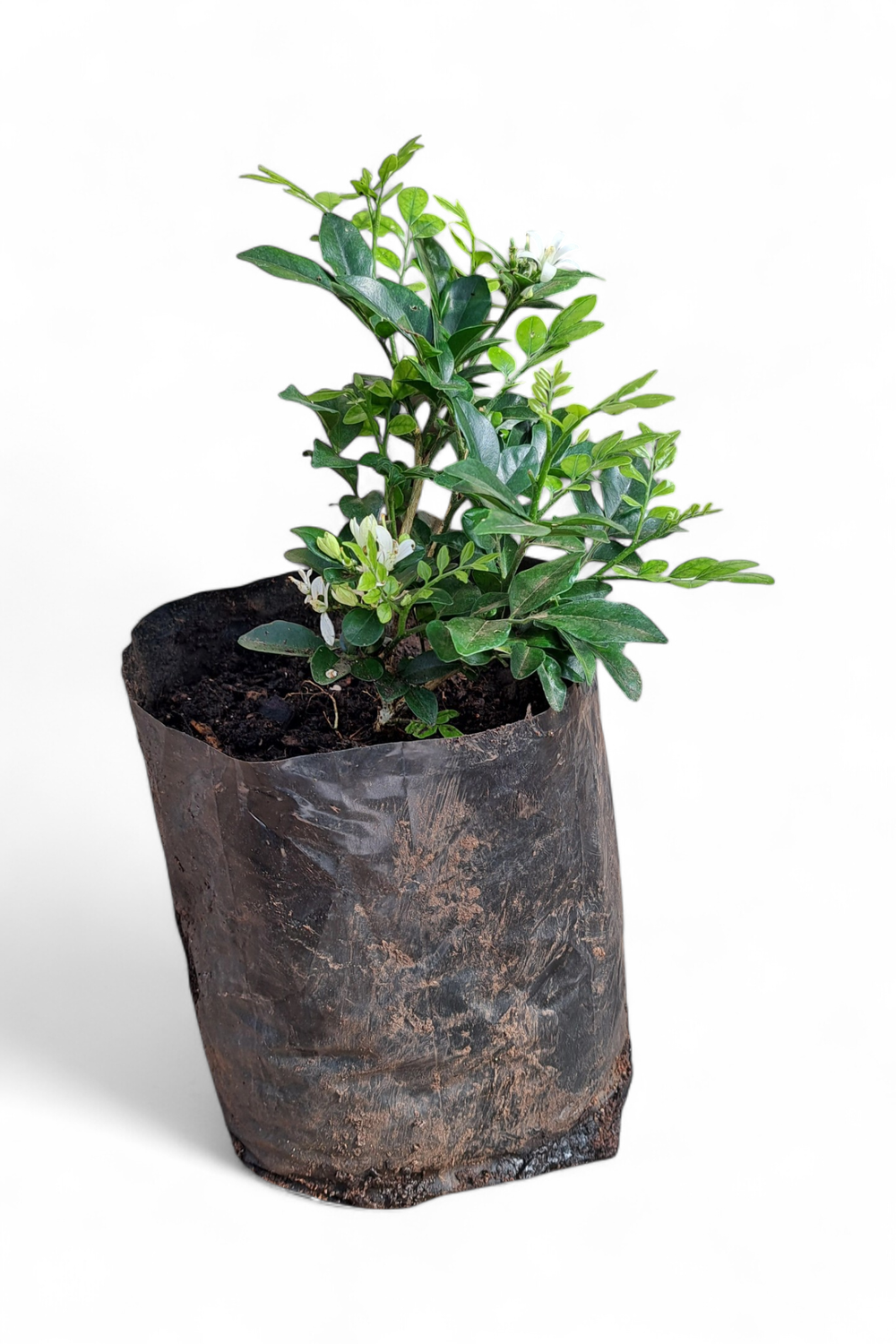 Murraya Exotica 4L
