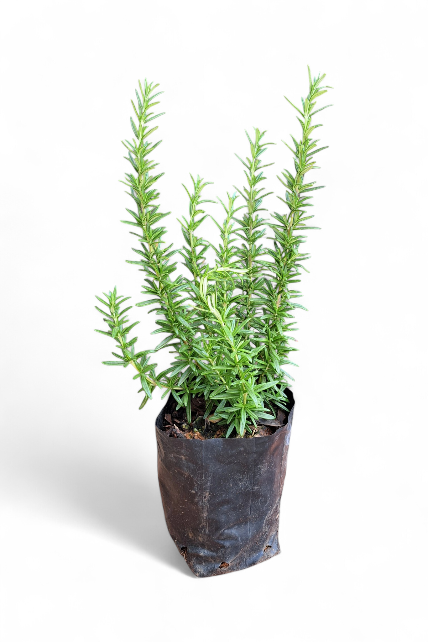 Rosemary 