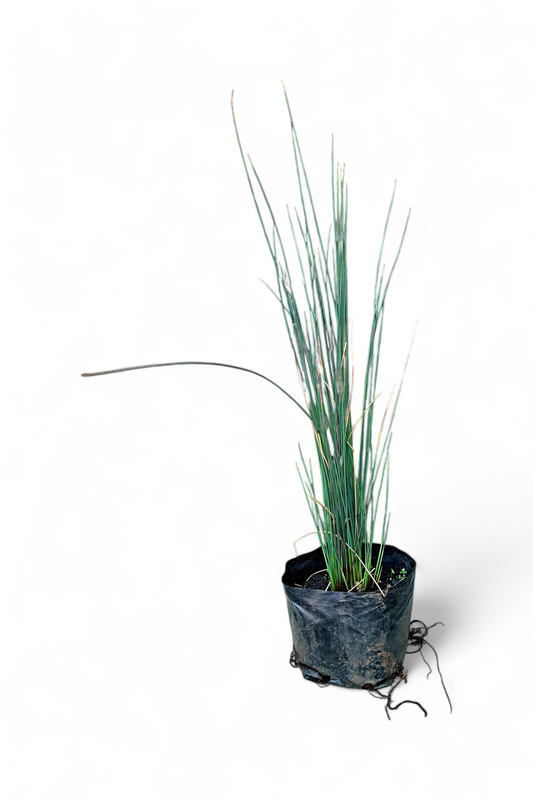 Juncus Inflexus &quot;Blue Dart&quot; 4 liters