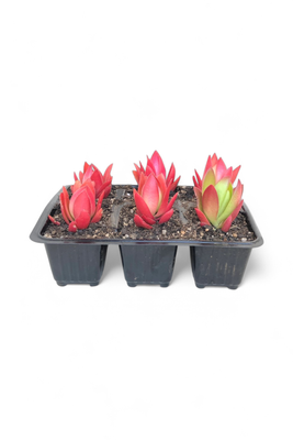 Crassula captitella &#39;Campfire&#39; 6 pack