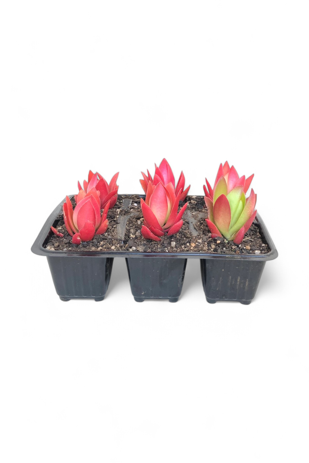 Crassula captitella &#39;Campfire&#39; 6 pack