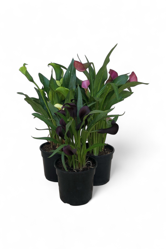 Zantedeschia &#39;Lilly Plant&#39; Various Colors 14cm