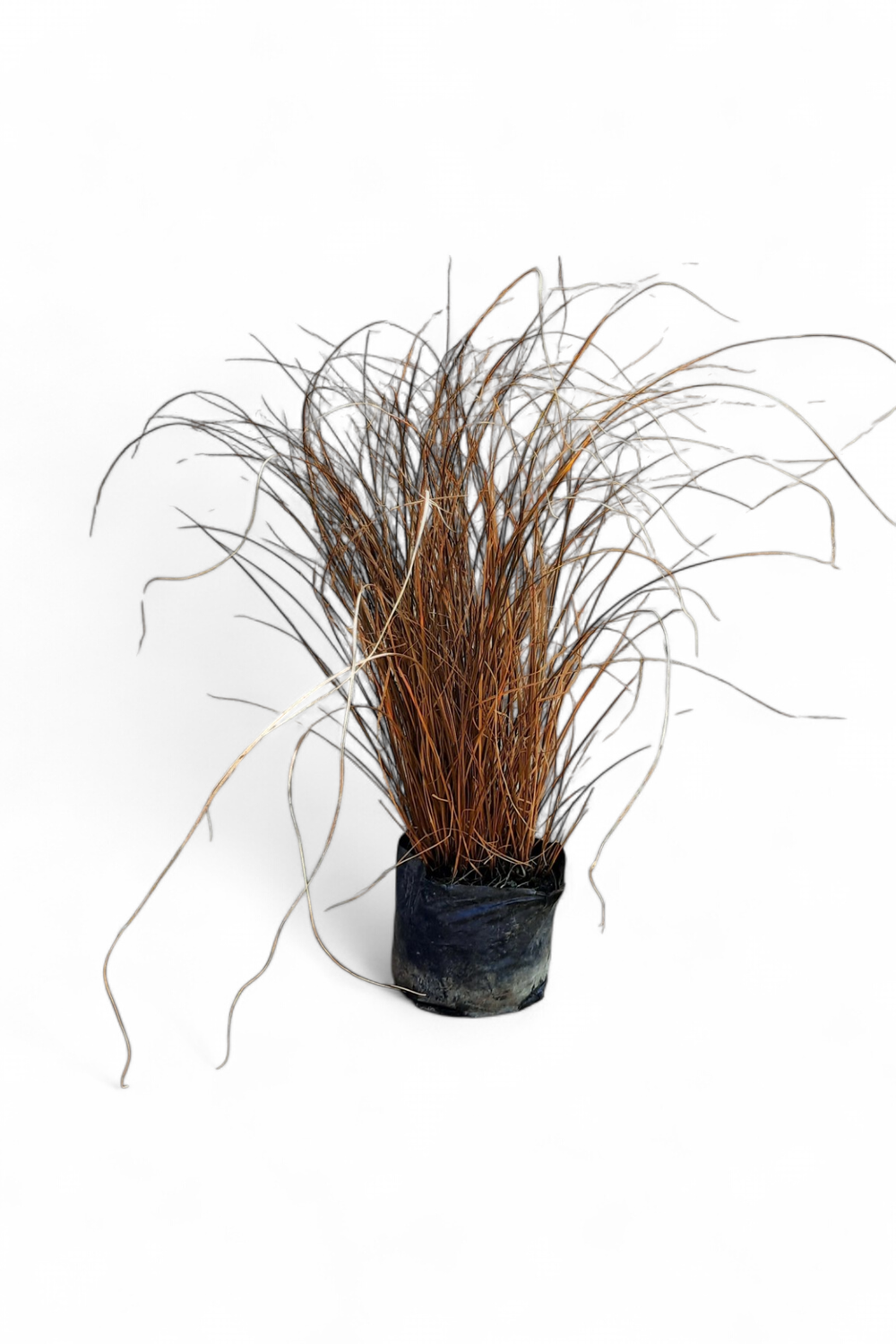 Carex Brownie Tall 2L