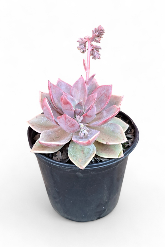 Echeveria Ghost Plant 15cm