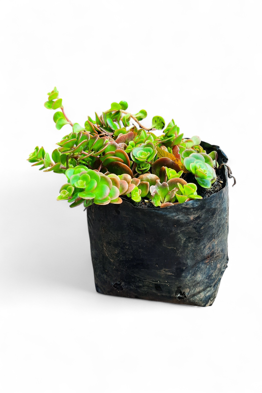 Sedum Brown 2L