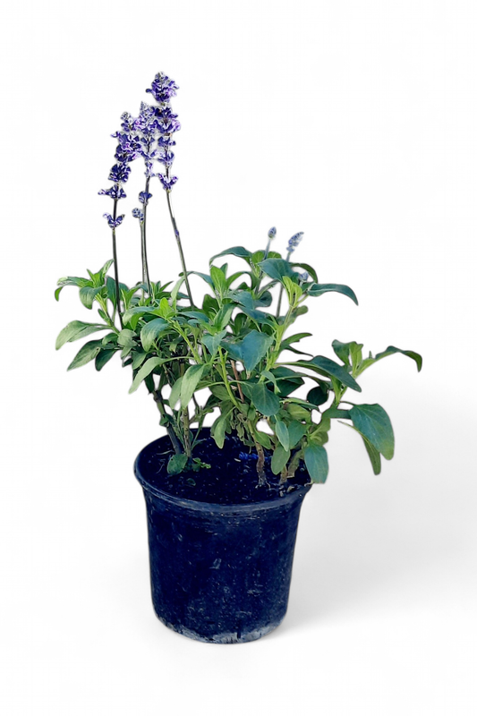 Salvia Farinacea &quot;Sally Fun&quot; Blue 15cm