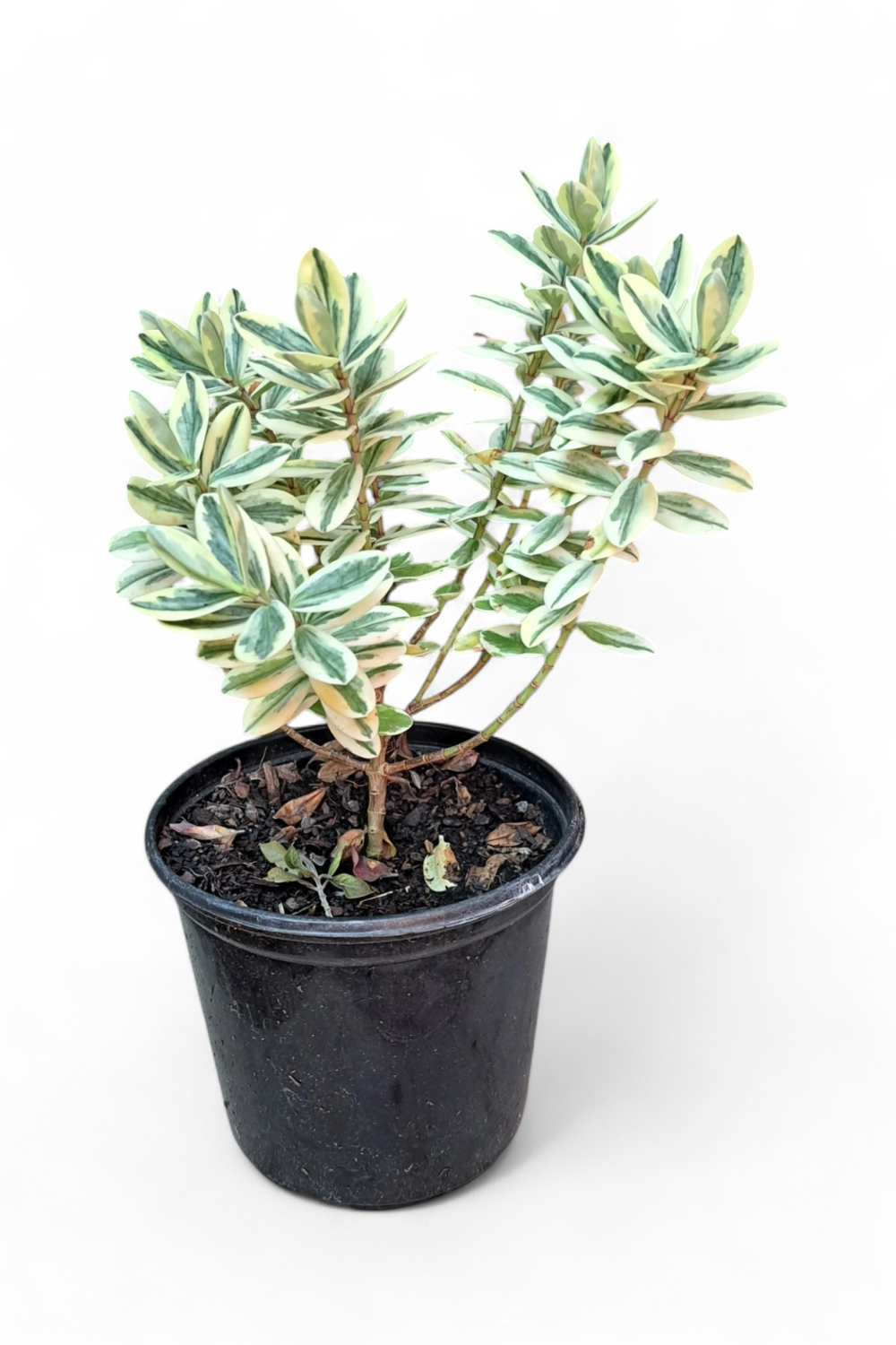 Hebe Franciscana 15cm Pot