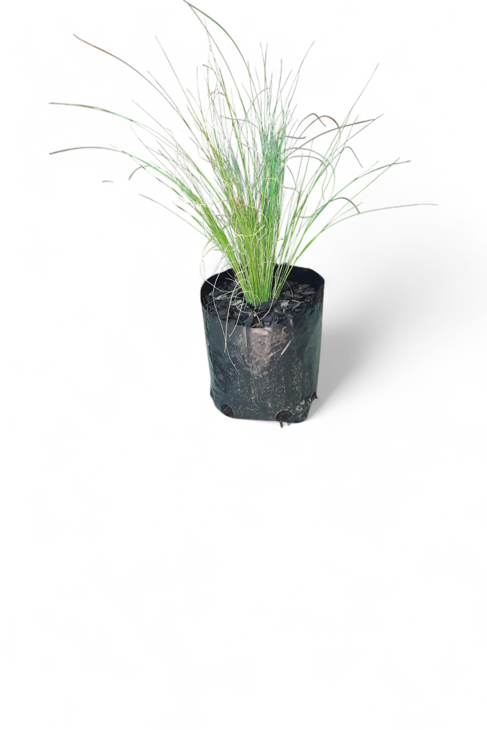 Stippa Tenuissima 15cm Pot