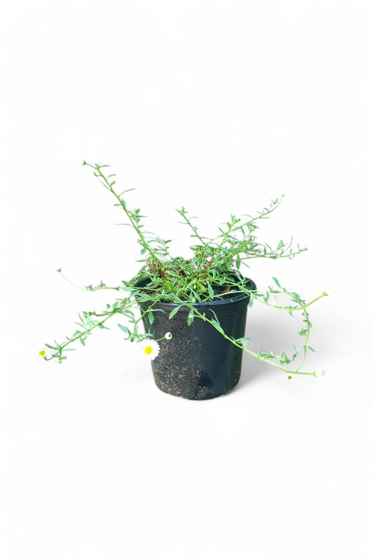 Erigeron Karvinskianus 15cm Pot