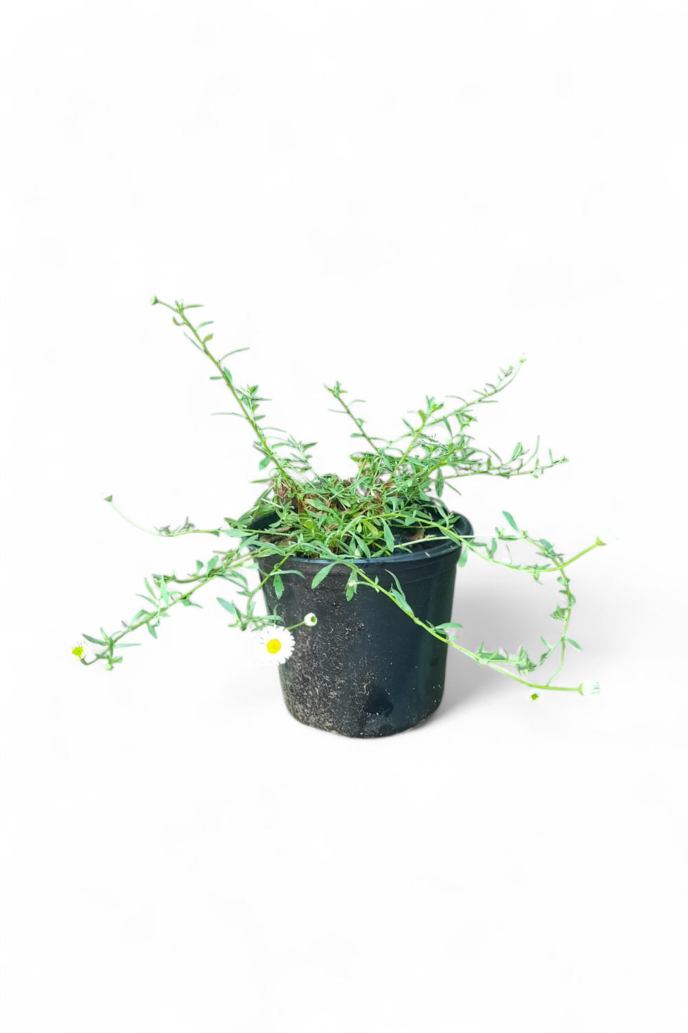 Erigeron Karvinskianus 15cm Pot