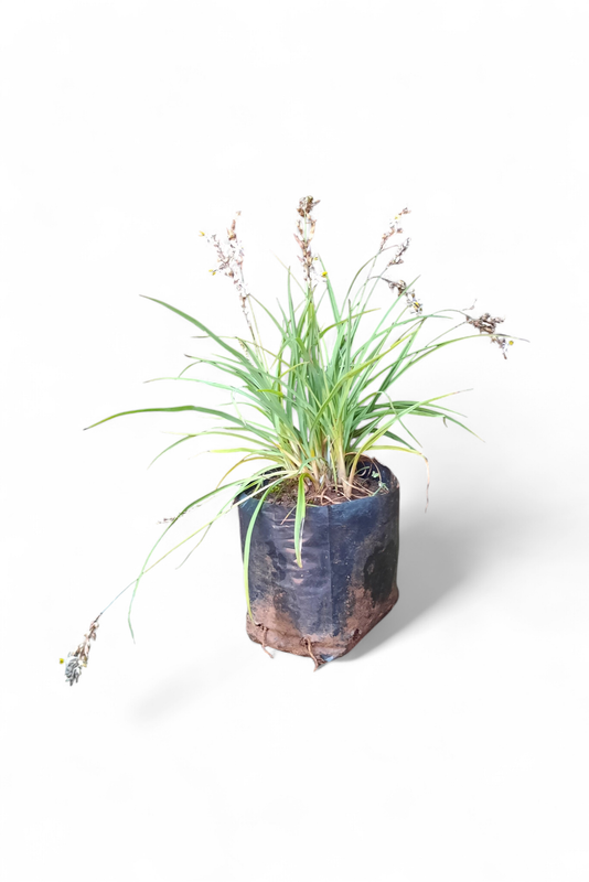 Anthericum