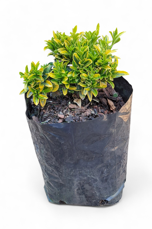 Euonymus &#39;Gold Dust&#39; 4kg