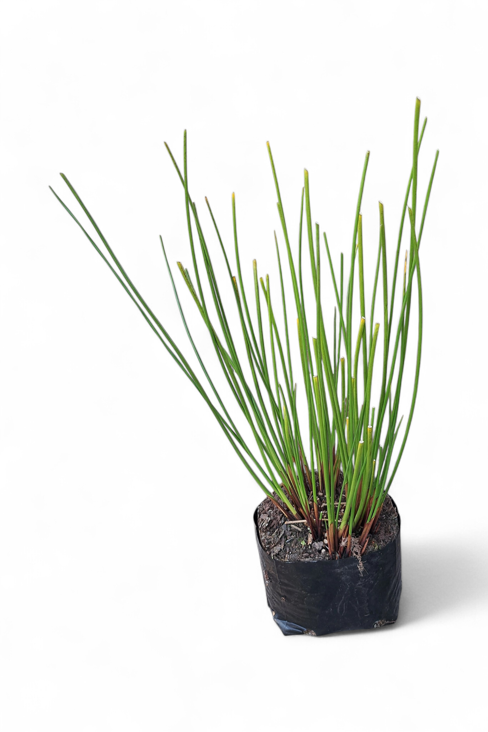 Juncus Krausii 3L