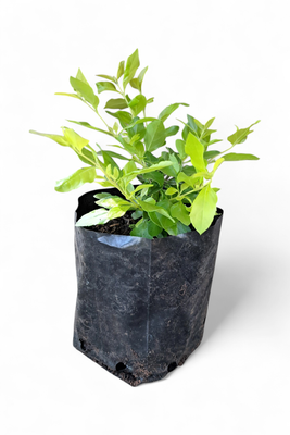 Duranta Gold 4L