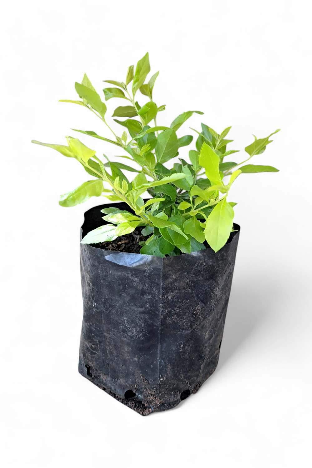 Duranta Gold 4L