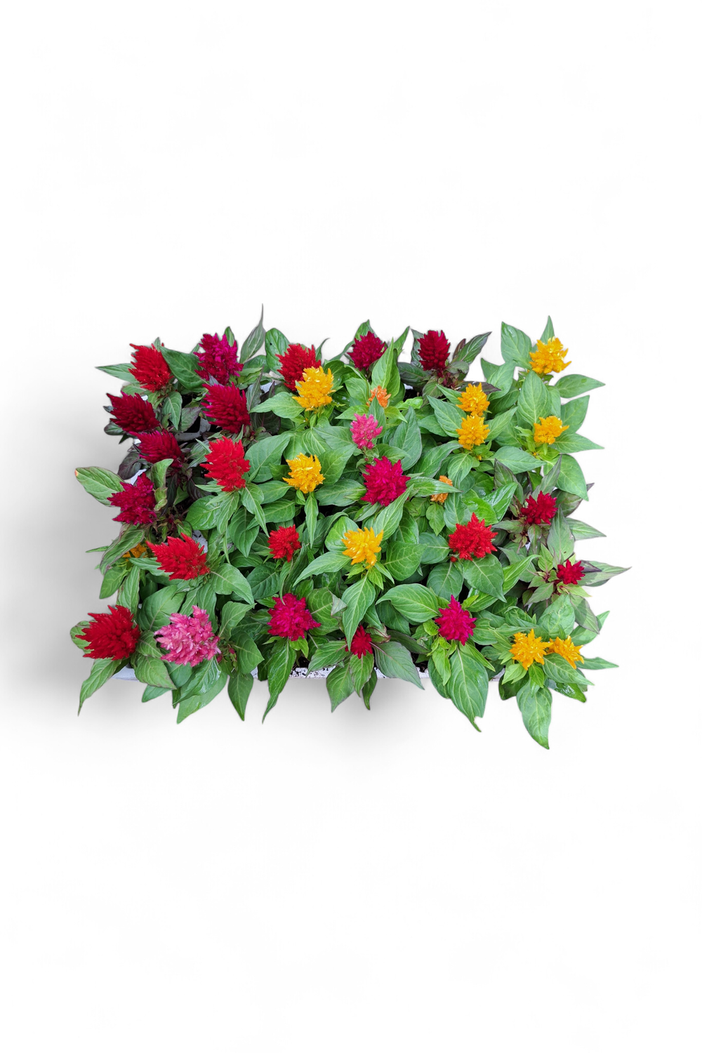 Celosia Kimono Mixed Colours Seedlings 30 Pack