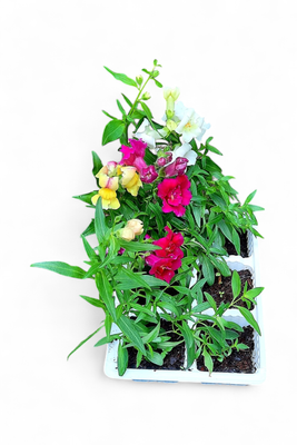 Antirrhinum (Snapdragon) Mixed Colours Seedlings 6 Pack