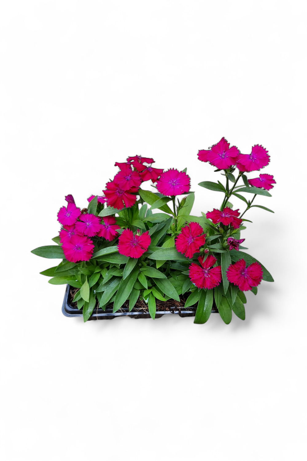 Dianthus Mixed Colours Seedlings 6 Pack