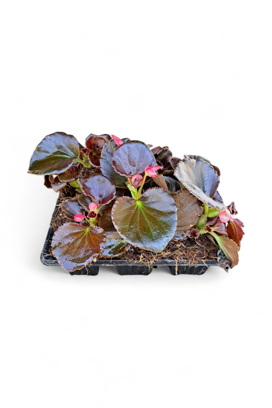 Begonia Bronze Leaf Mixed Colours Seedlings 6 Pack