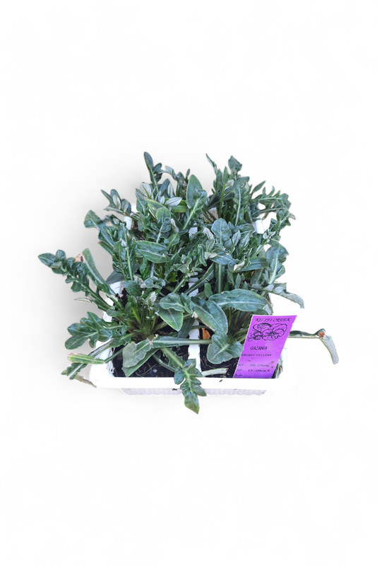 Gazania Mixed Colours Seedlings 6 Pack
