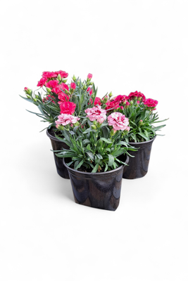 Dianthus Mixed Colours 15cm Pot