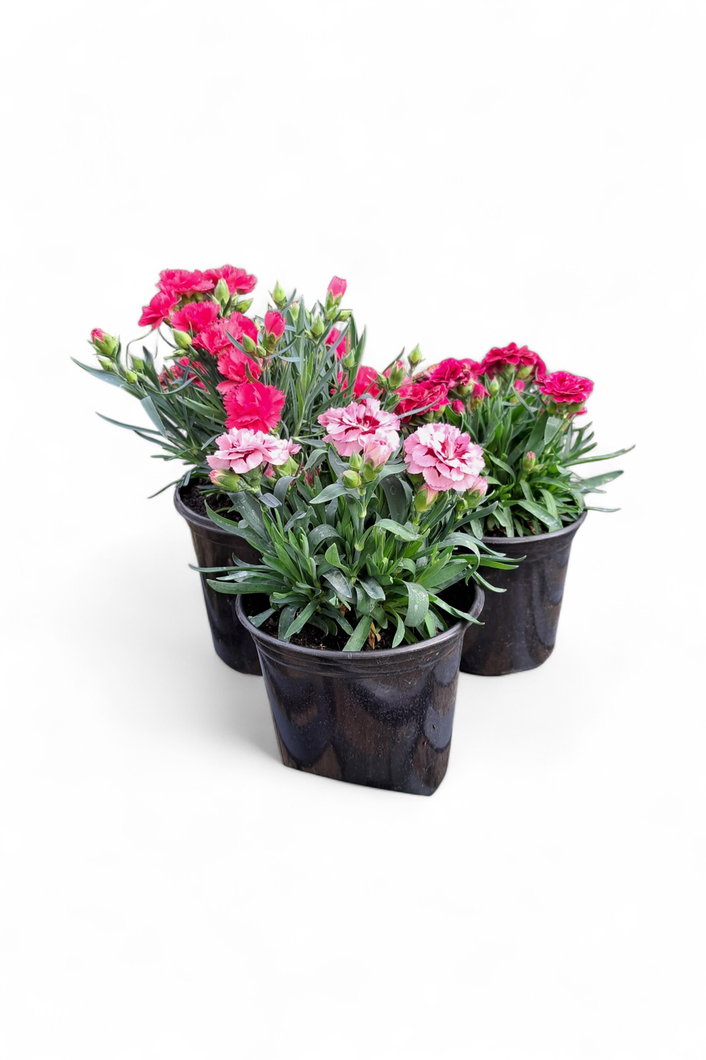 Dianthus Mixed Colours 15cm Pot