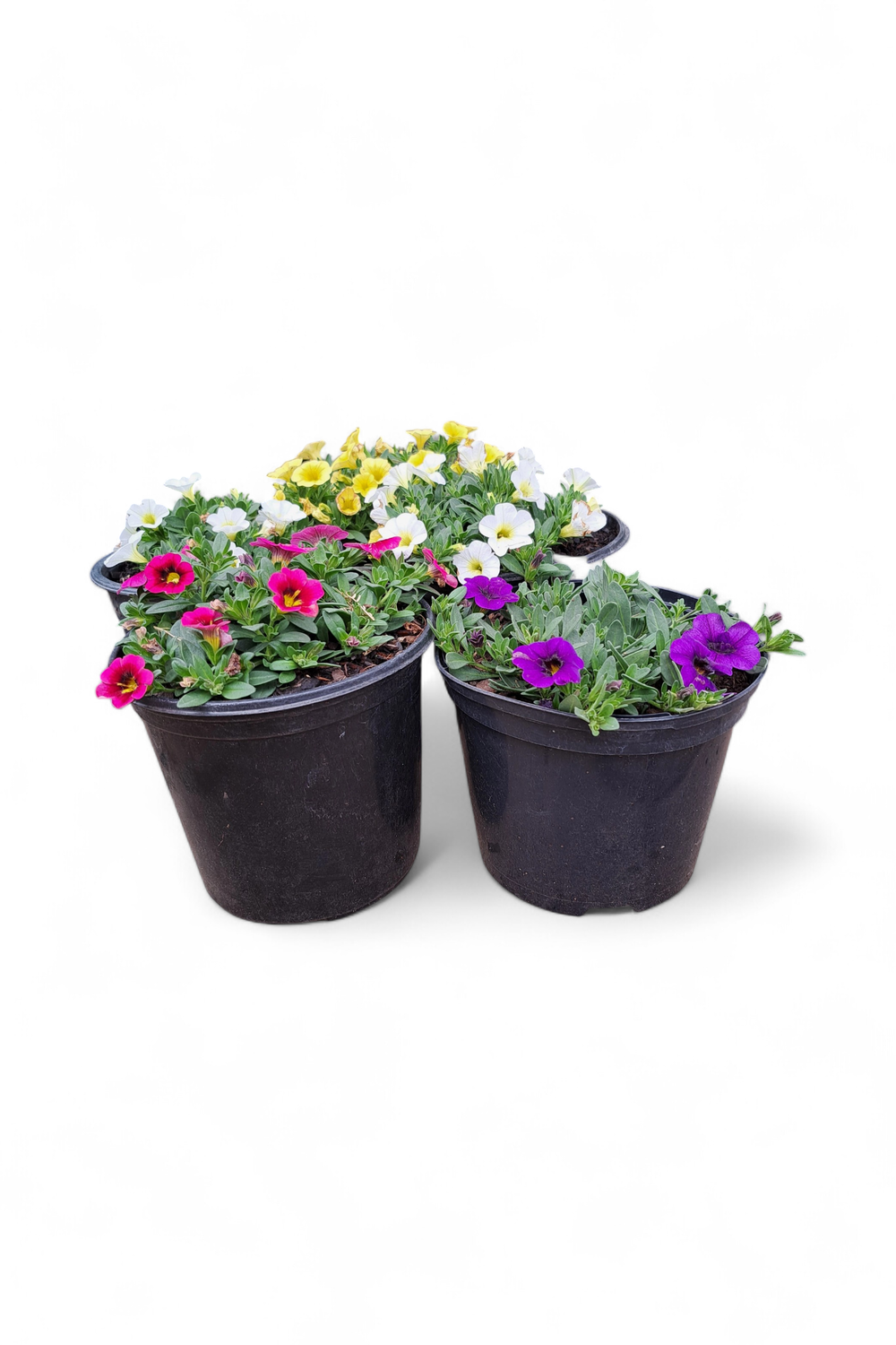Calibrachoa Mixed Colours 15cm